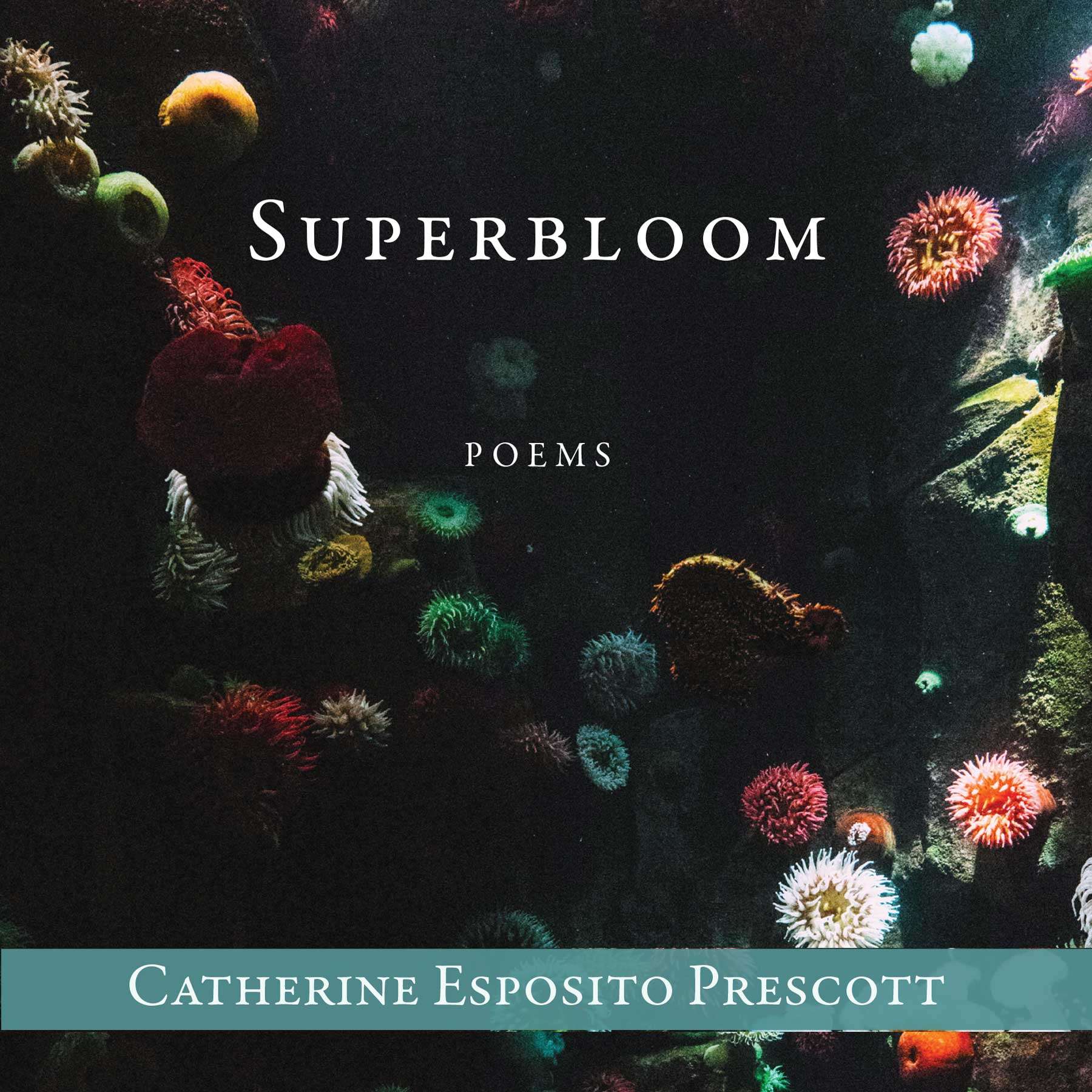 New from Catherine Esposito Prescott